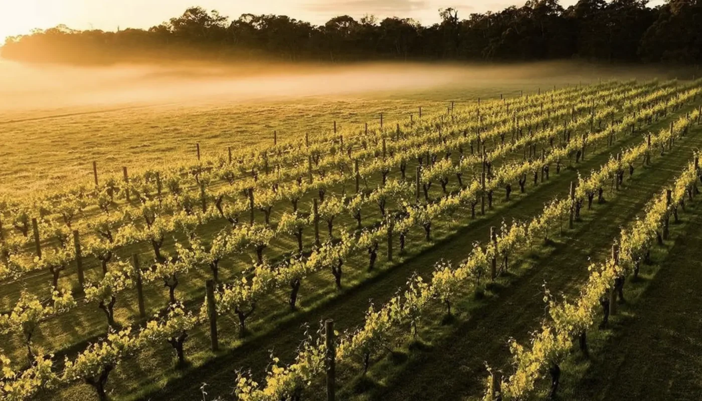 Ответ Gemini australian winery vs. vineyard