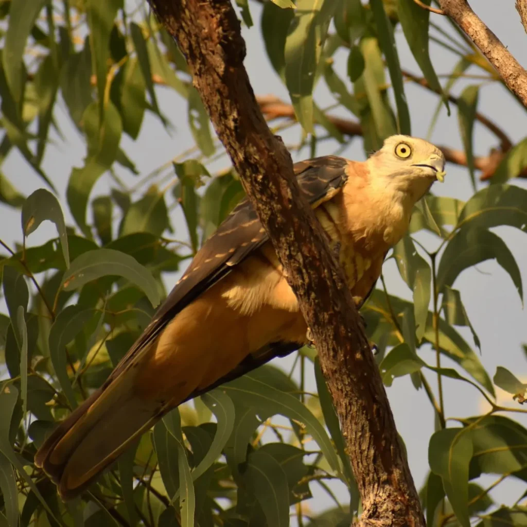 charles darwin national park