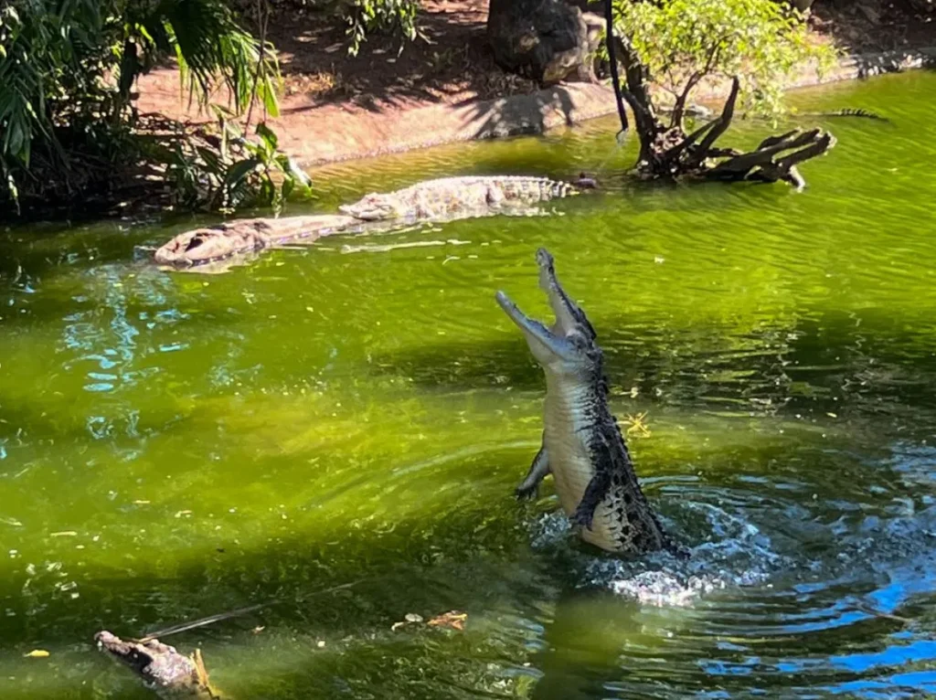 crocodylus park
