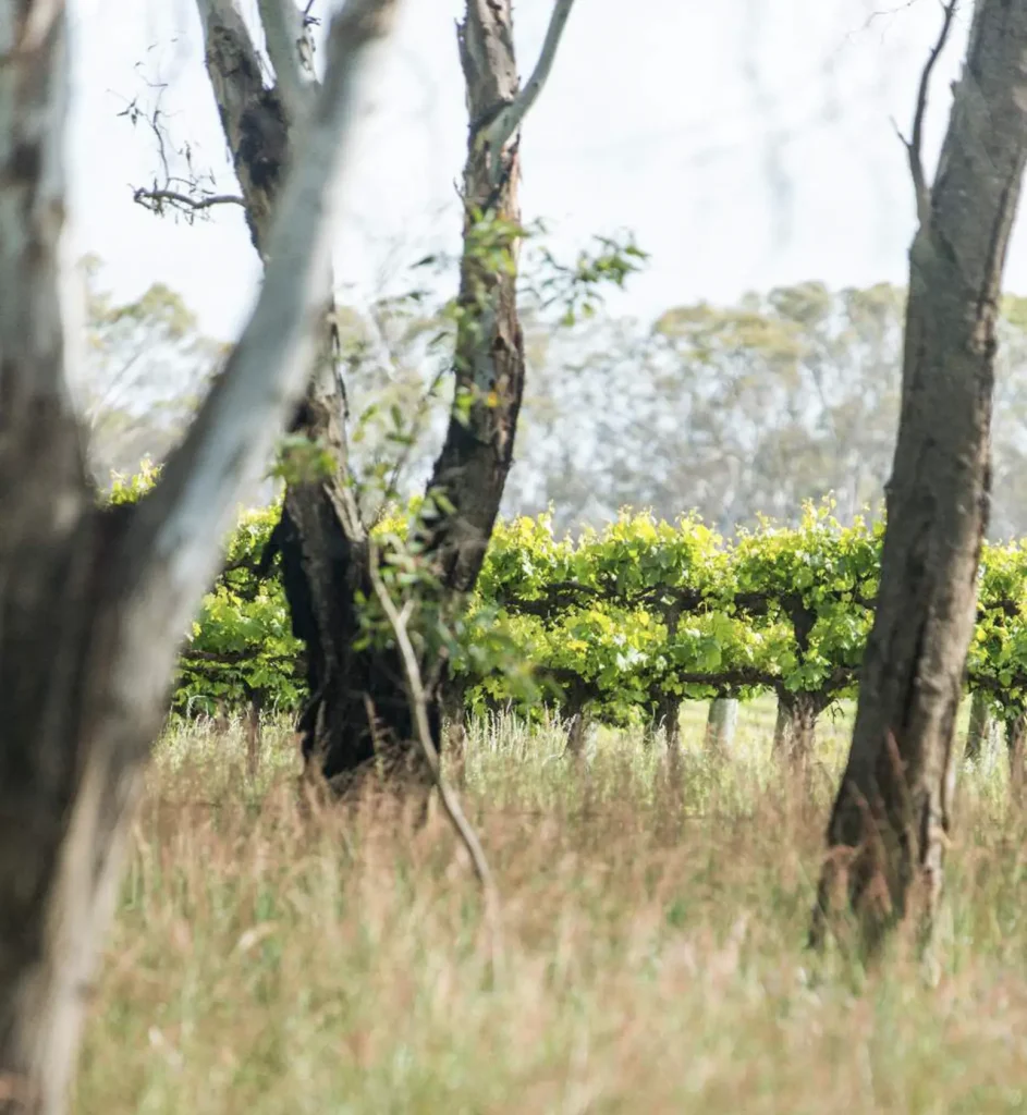 hunter valley