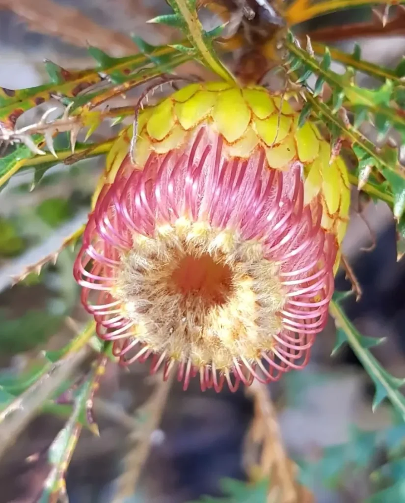 john forrest national park