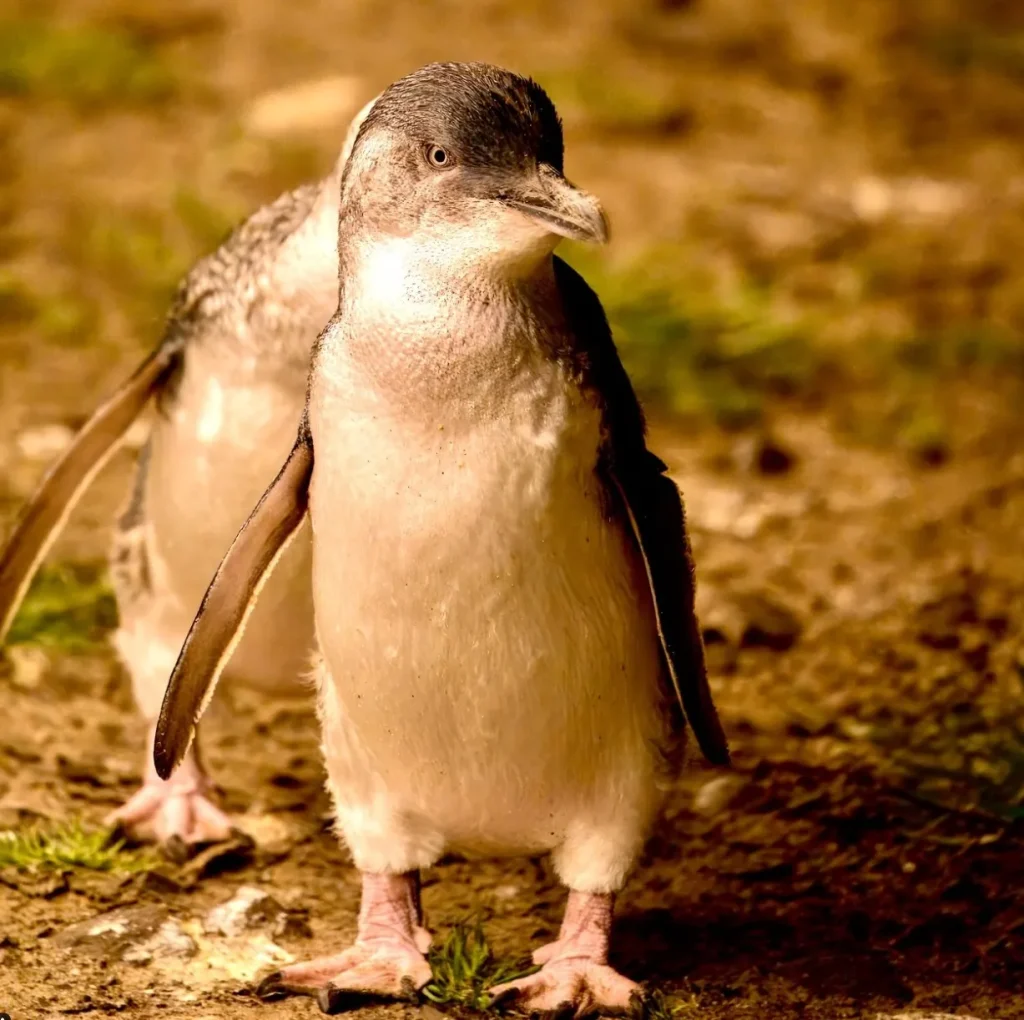little-penguins-1024x1020
