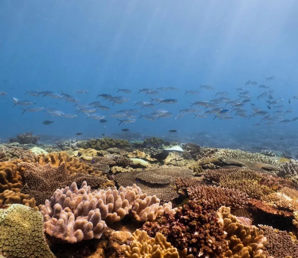 muiron islands snorkel dive