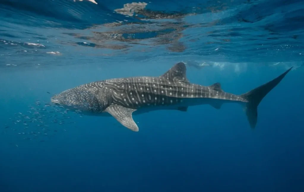 ningaloo reef