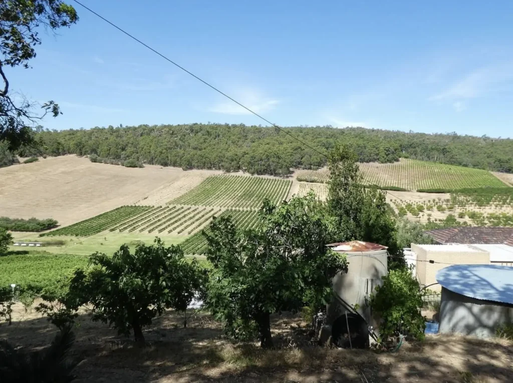 swan valley